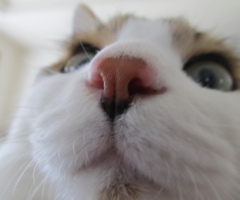 ネコ写真