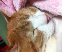 猫写真