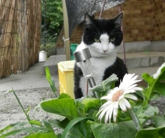 ネコ写真