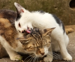 ネコ写真