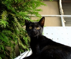 ネコ写真