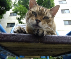 ネコ写真