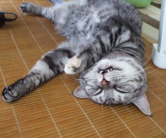 ネコ写真