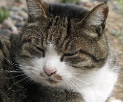 ネコ写真