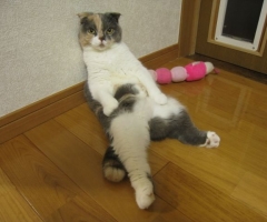ネコ写真