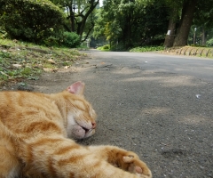 ネコ写真