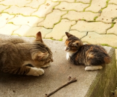 ネコ写真