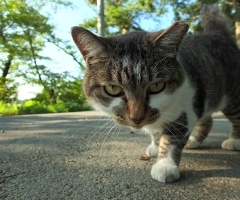 ネコ写真
