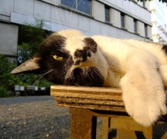 ネコ写真
