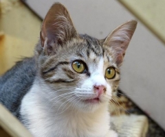 ネコ写真