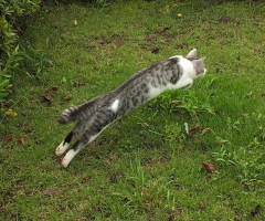 ネコ写真