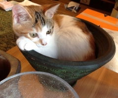 ネコ写真