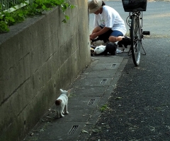 ネコ写真