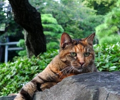 ネコ写真