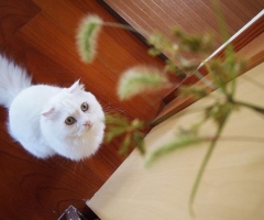 ネコ写真