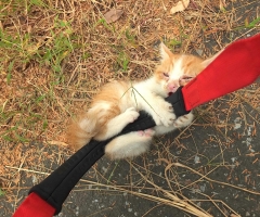ネコ写真