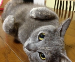 ネコ写真