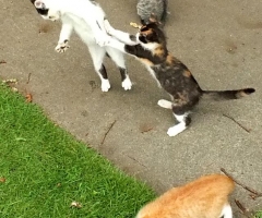 ネコ写真