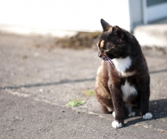 ネコ写真