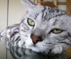ネコ写真