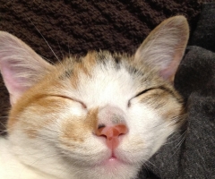 ネコ写真