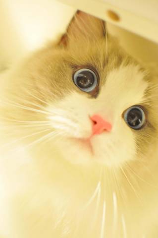 きょとん顔 かわいい猫写真 猫画像の投稿サイト ネコジルシ