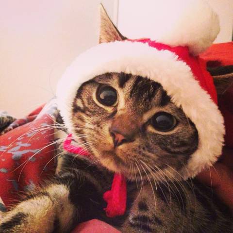 メリークリスマス O かわいい猫写真 猫画像の投稿サイト ネコジルシ
