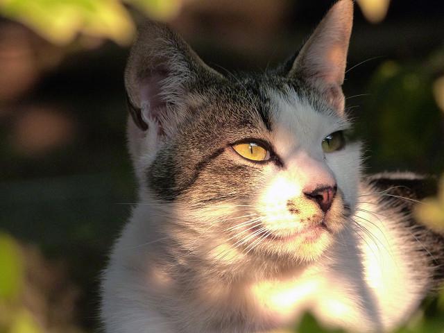 顔に影差す写真が好き かわいい猫写真 猫画像の投稿サイト ネコジルシ