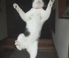 猫写真