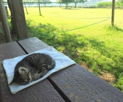 猫写真