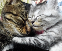 猫写真
