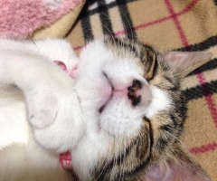 ネコ写真