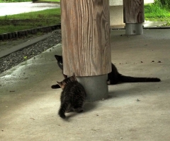 猫写真