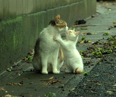 ネコ写真
