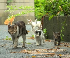 ネコ写真