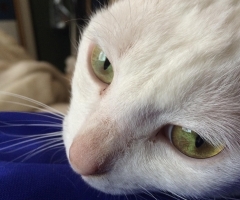 猫写真