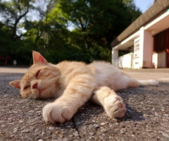 猫写真