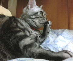 猫写真