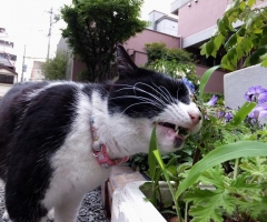猫写真