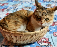 猫写真