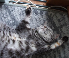 猫写真