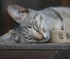 猫写真