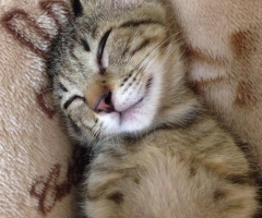 猫写真