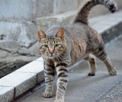 猫写真