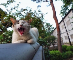 猫写真