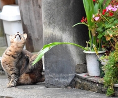 ネコ写真