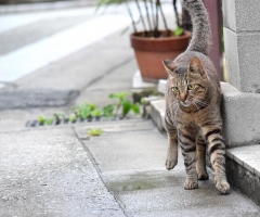 ネコ写真