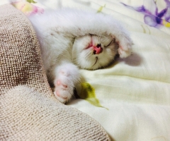 ネコ写真