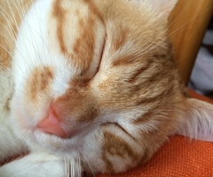 ネコ写真