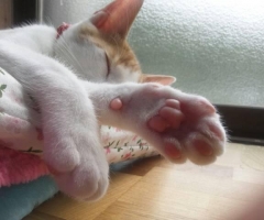 ネコ写真